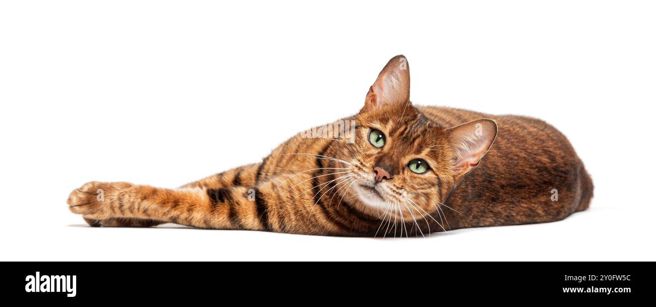 Schöne braune gepunktete Tabby-Toyger-Katze, die auf weißem Hintergrund liegt Stockfoto