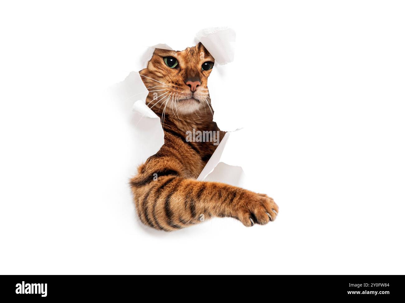 Tabby Toyger Katze reißt durch einen weißen Papierhintergrund und streckt nach außen, isoliert auf weiß Stockfoto