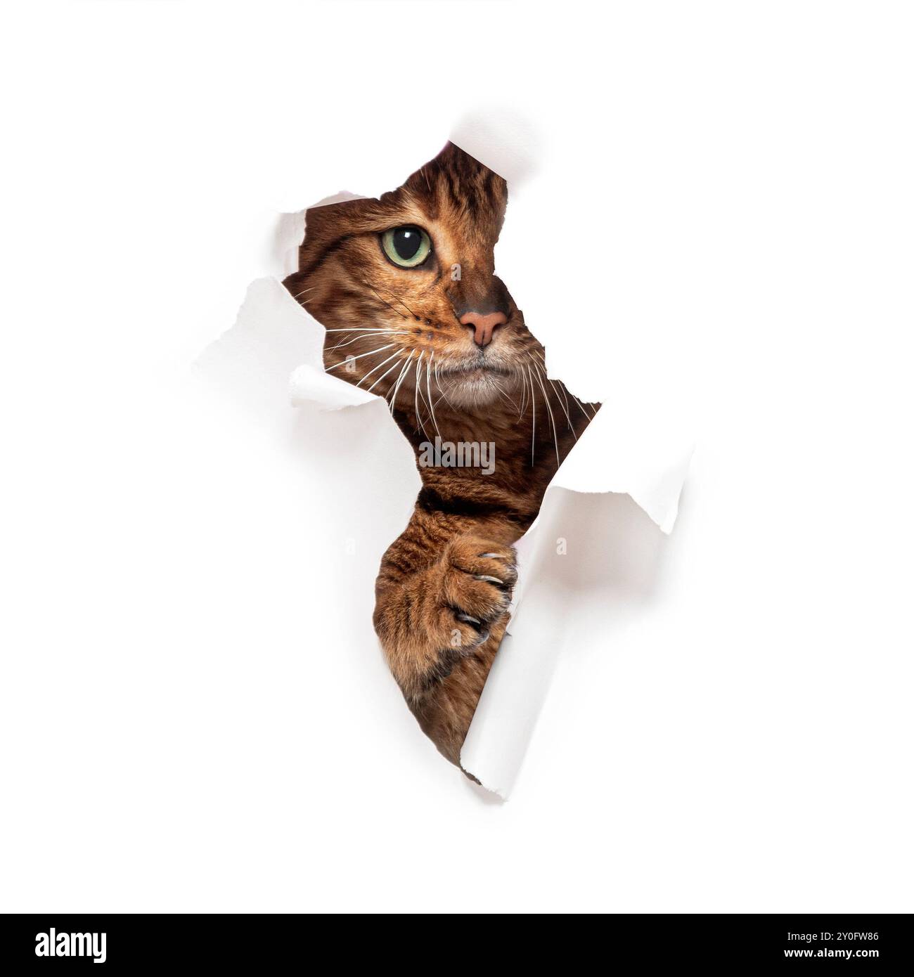 Tabby Toyger Katze reißt durch einen weißen Papierhintergrund und streckt nach außen, isoliert auf weiß Stockfoto