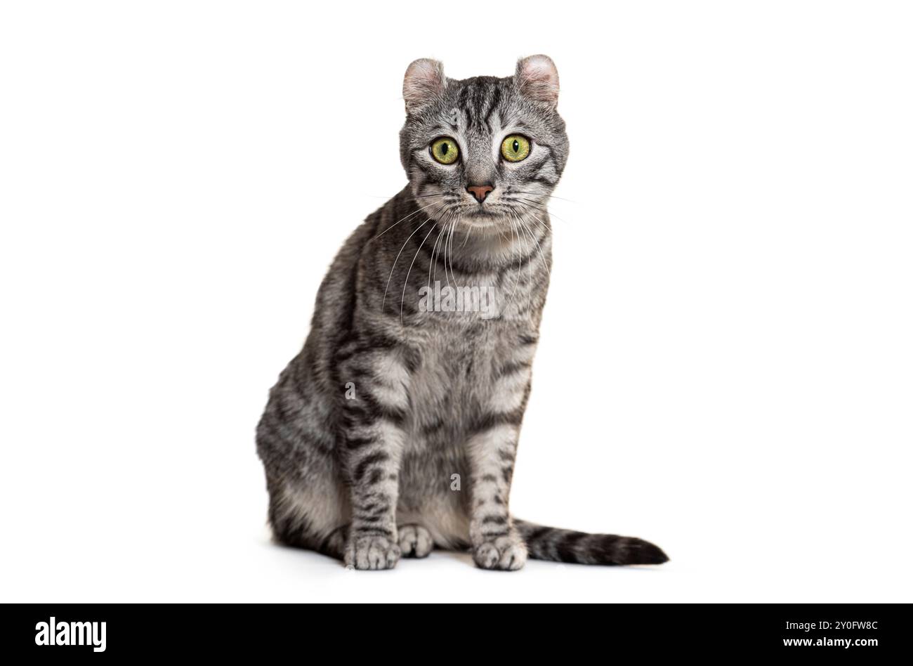 Fokussierte graue Tabby amerikanische Curl Katze sitzt elegant, isoliert auf weißem Hintergrund Stockfoto
