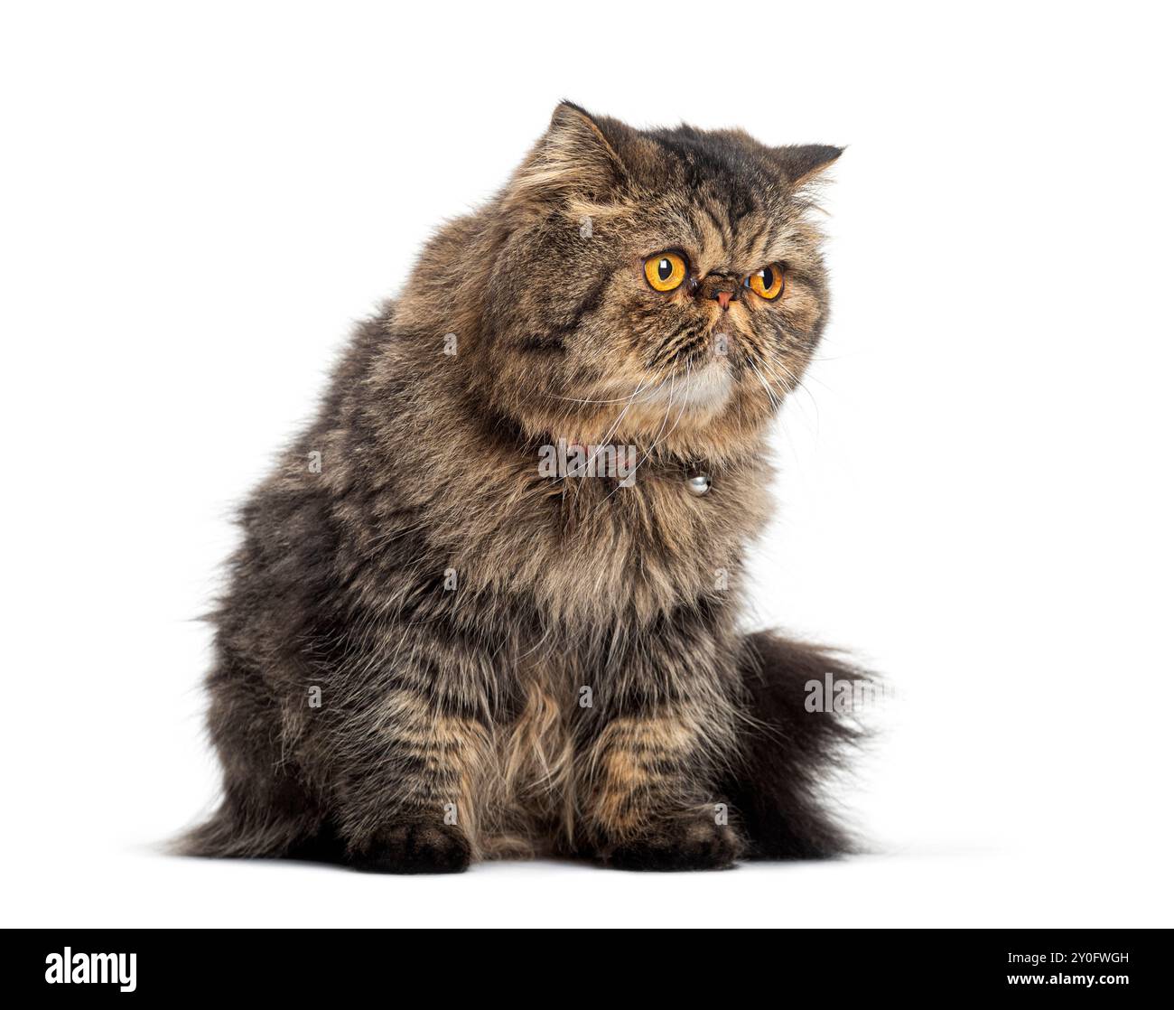 Exotische Kurzhaarkatze, die mit ihren großen gelben Augen wegschaut, sitzend, isoliert auf weiß Stockfoto