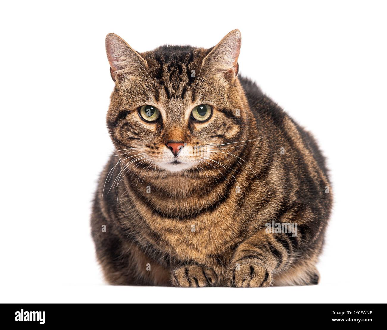 Tabby Europäische Kurzhaarkatze liegend und starrend mit durchdringenden grünen Augen auf weißem Hintergrund Stockfoto