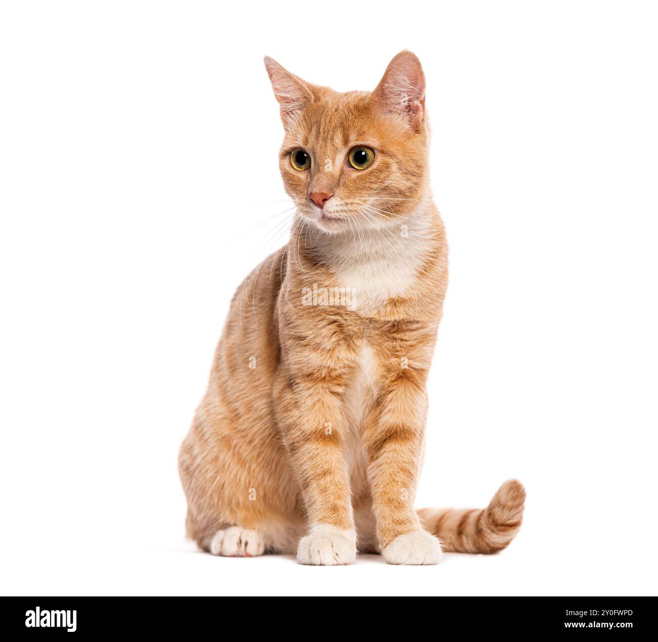 Ingwerkatze mit weißen Pfoten, die auf weißem Hintergrund sitzen und wegschauen Stockfoto