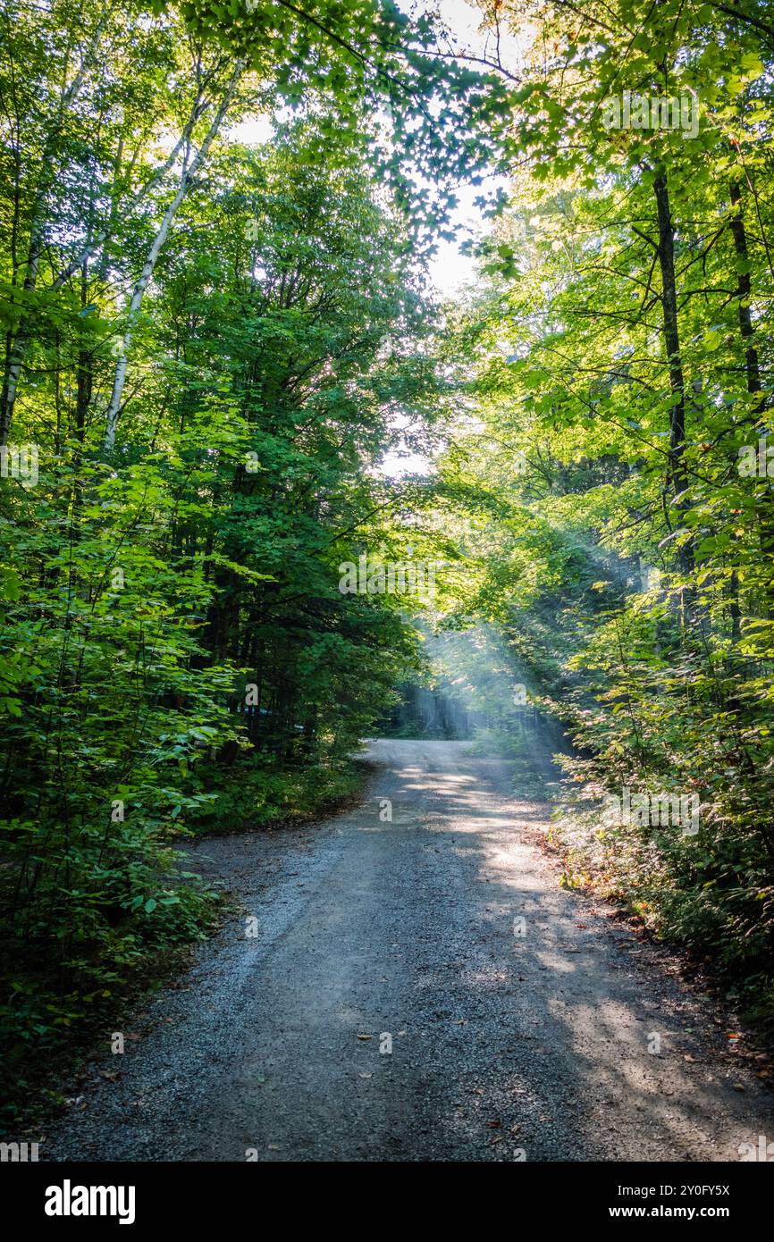 Schotterpfad, der sich durch hohe Bäume schlängelt, mit Licht, das sanft durch die Blätter filtert, und schafft eine ruhige und natürliche Atmosphäre. Stockfoto