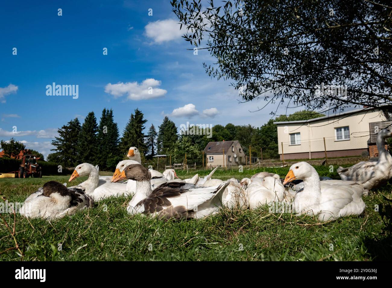 Enten in einem Hof bei Kratzeburg in Mecklenburg-Vorpommern am 24. August 2024. Reiseziel Mecklenburg-Vorpommern *** Enten auf einem Hof bei Kratzeburg in Mecklenburg-Vorpommern am 24. August 2024 Ziel Mecklenburg-Vorpommern Stockfoto