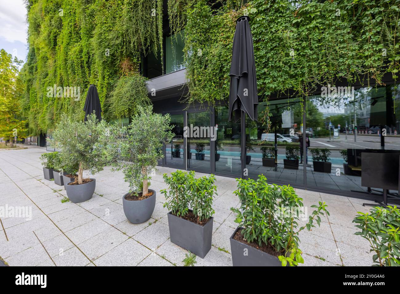 Calwer Passage, grüne Fassade für bessere Stadtklima. Vom Büro ingenhoven Associates stammen die Entwürfe für die Fassade. Eigentümer ist die Versicherungskammer München. Ankermieter ist die Anwaltskanzlei CMS. // 17.08.2024: Stuttgart, Baden-Württemberg, Deutschland *** Calwer Passage, grüne Fassade für ein besseres Stadtklima die Fassade wurde von ingenhoven-Mitarbeitern entworfen Eigentümer ist die Versicherungskammer München Ankermieter ist die Anwaltskanzlei CMS 17 08 2024 Stuttgart, Baden Württemberg, Deutschland Stockfoto