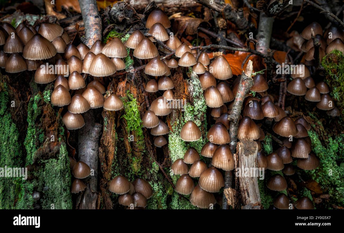 Pilze, die zwischen Bäumen wachsen und gefallene Blätter im britischen Wald Stockfoto