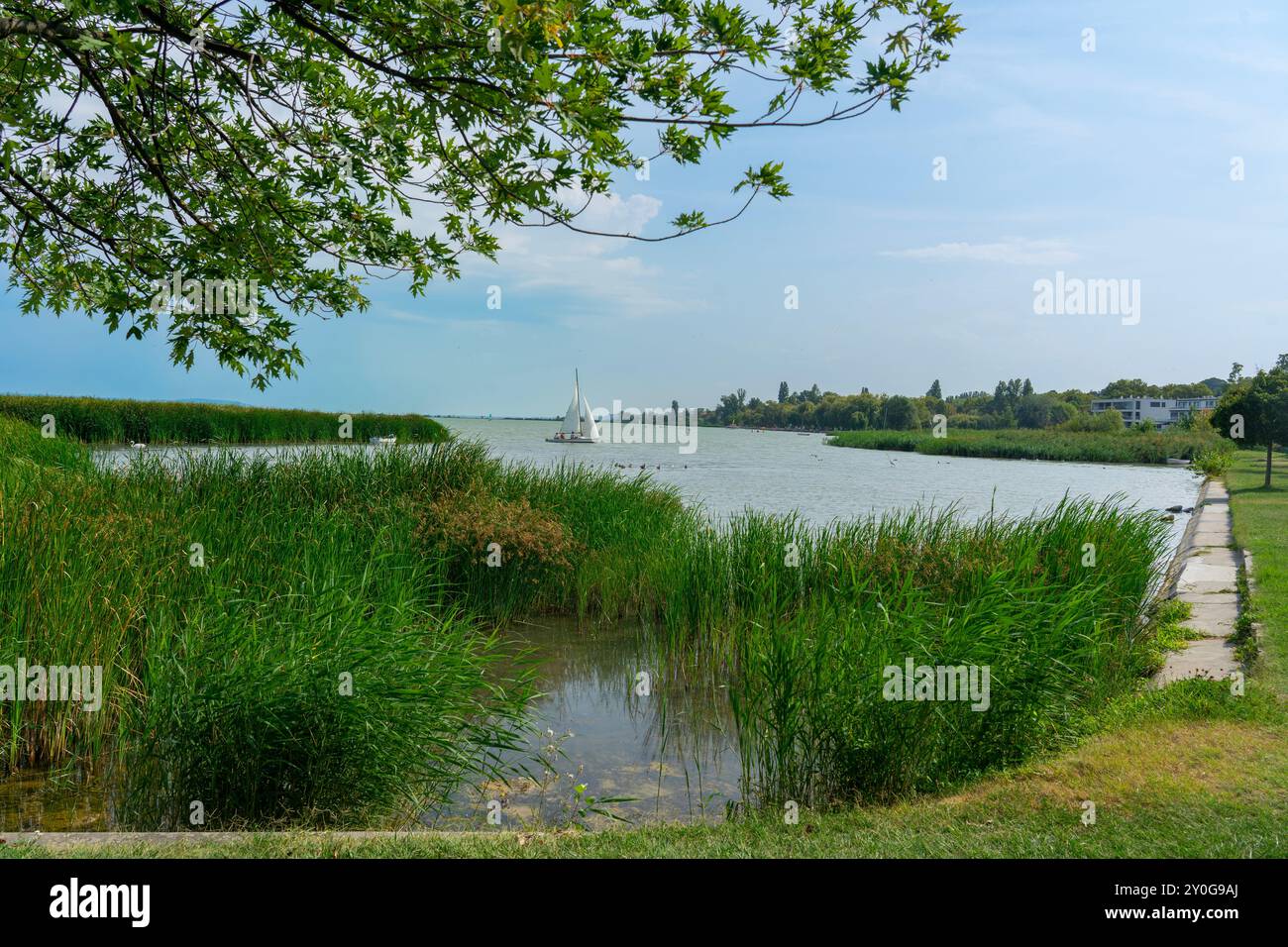Wunderschöne Landschaft am Balaton mit Segelboot und Schilf Stockfoto