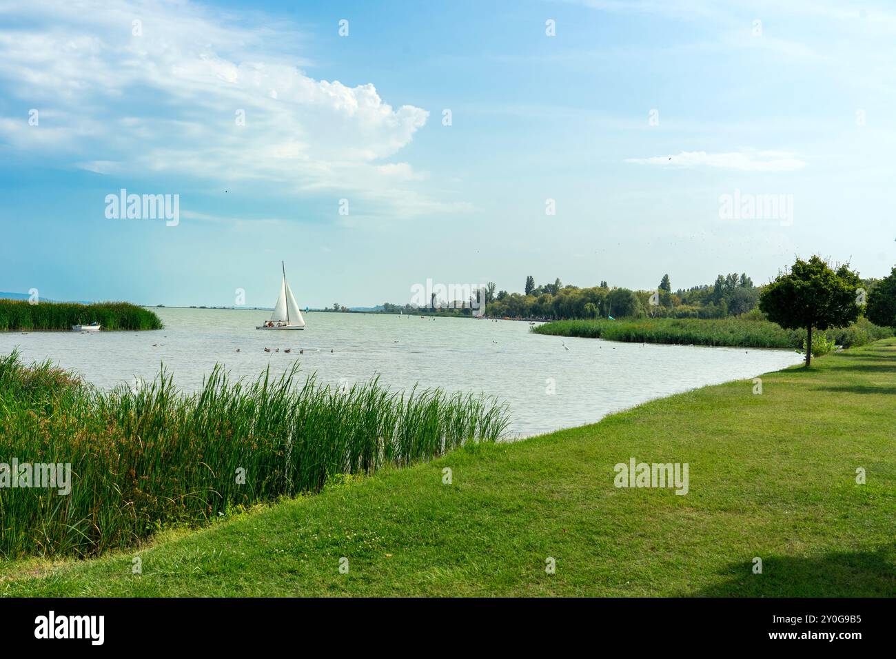 Wunderschöne Landschaft am Balaton mit Segelboot und Schilf Stockfoto