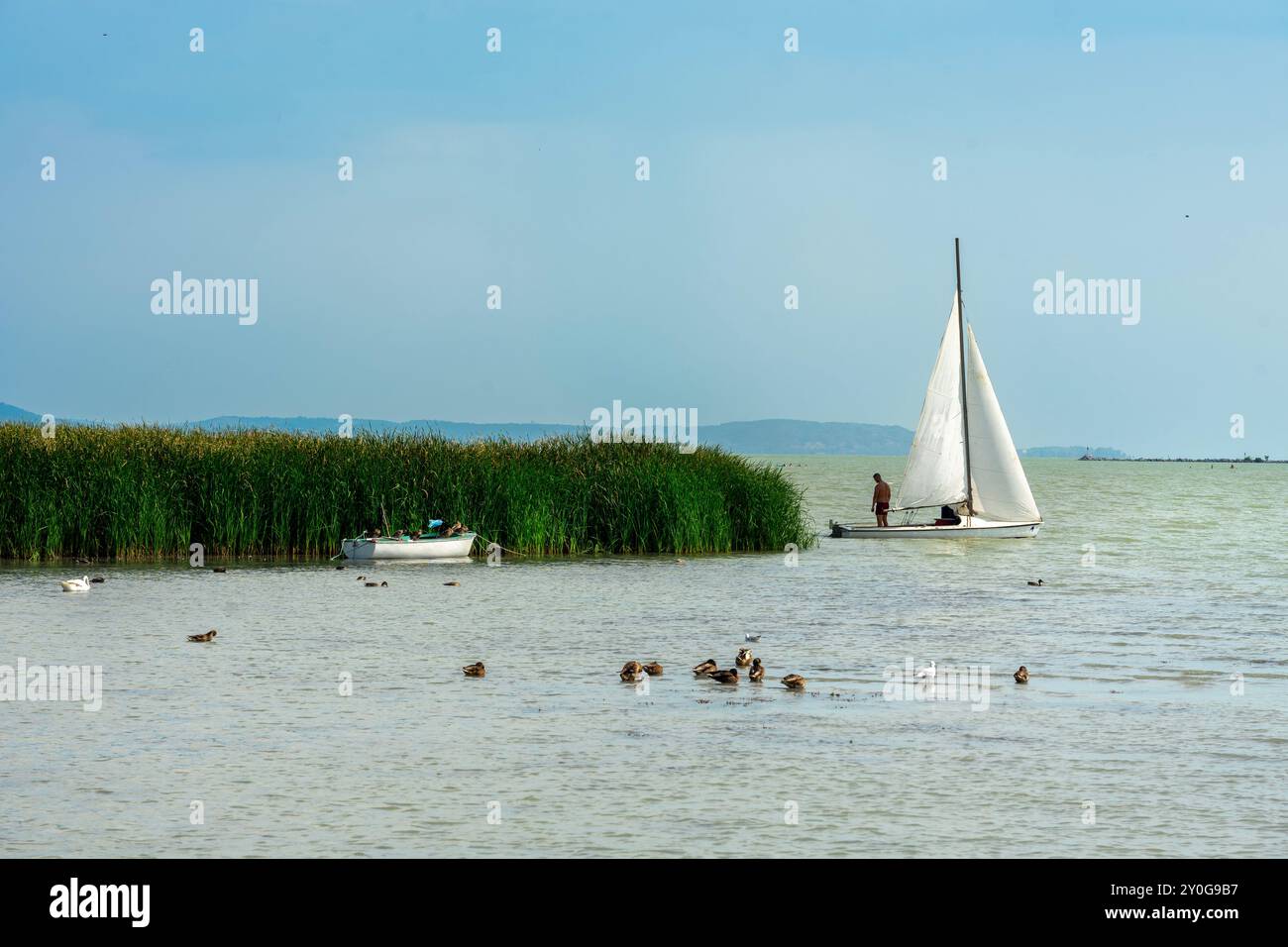 Wunderschöne Landschaft am Balaton mit Segelboot und Schilf Stockfoto
