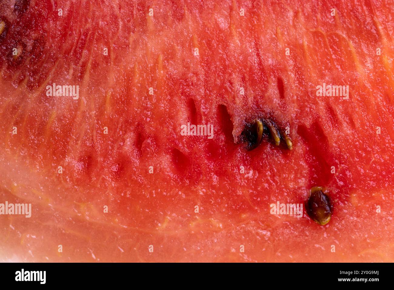 Ein Stückchen reifer roter Wassermelone mit Samen, Wintersorten roter Wassermelone mit großen und harten Samen, aufgeteilt in Teile Stockfoto