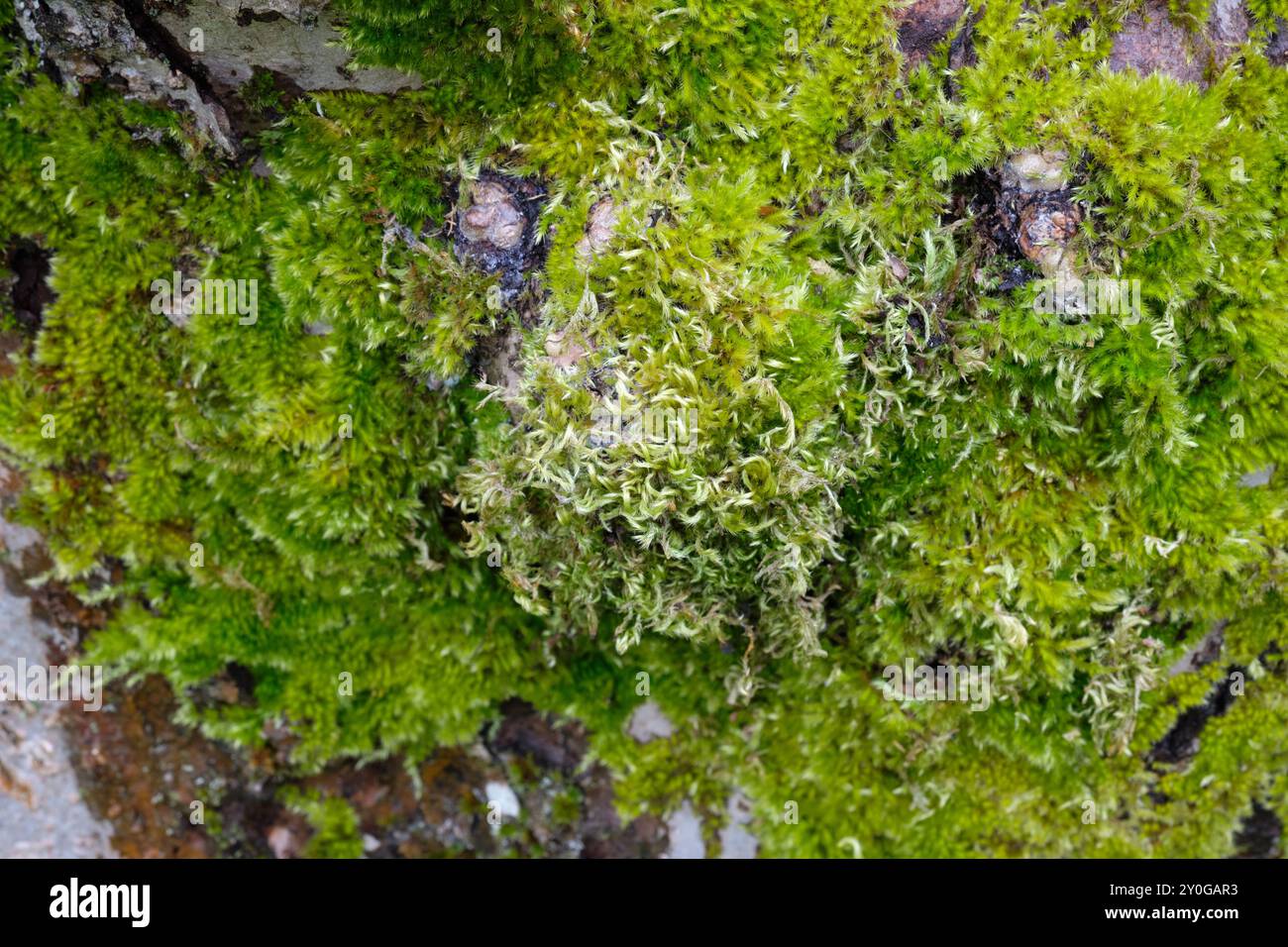 Eurhynchium paraelongum Moos wächst auf der Rinde eines alten Apfelbaums, Großbritannien. Stockfoto