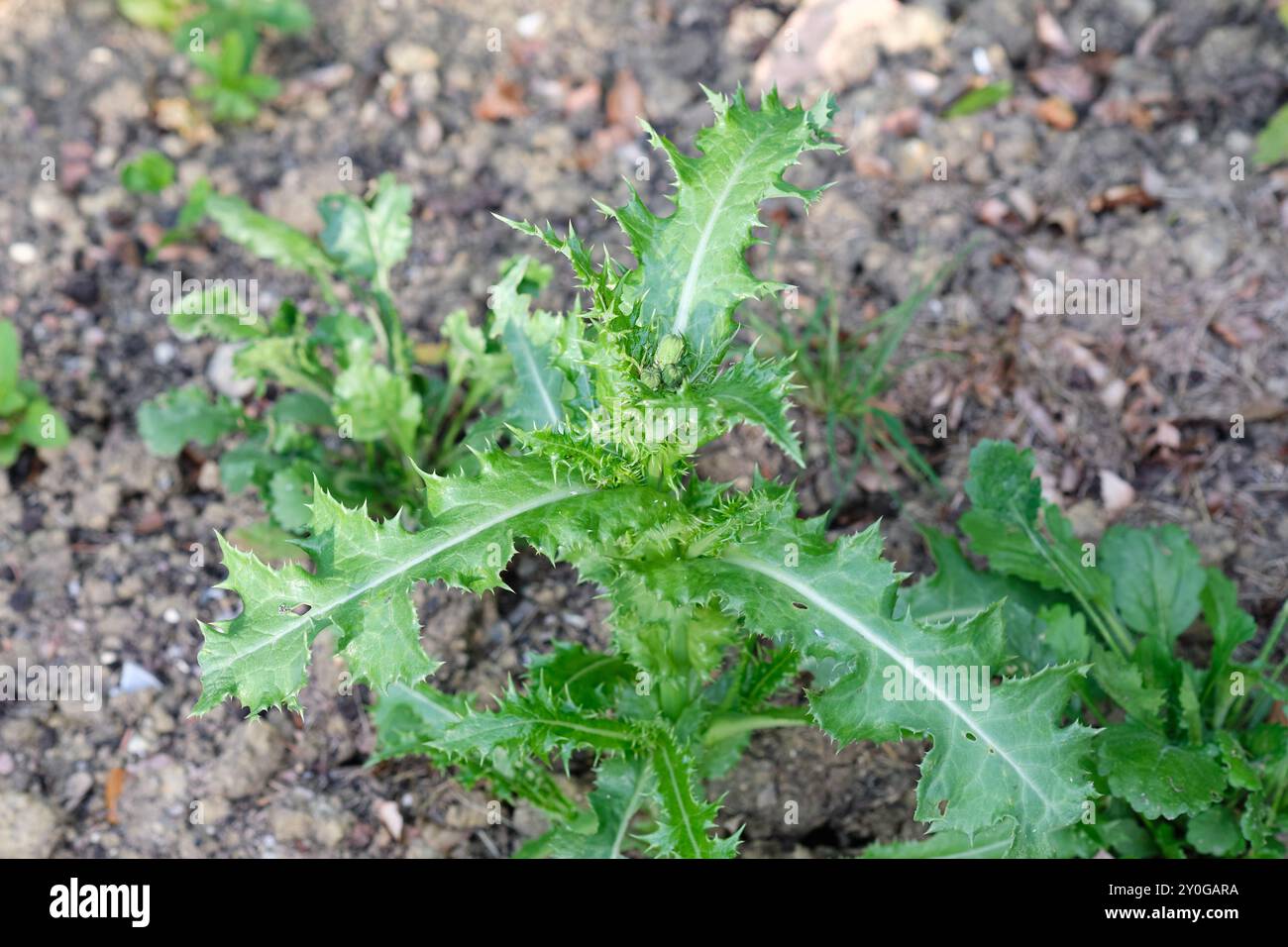 Ein im Frühsommer kriechender Thistle Cirsium arvense wächst in einer Gartengrenze, Großbritannien. Stockfoto