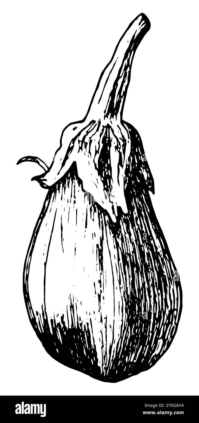 Grafische Darstellung der Aubergine. Auberginen auf weißem Hintergrund. Handgezeichnete Auberginen-Skizze. Bild im Vektor Stockfoto