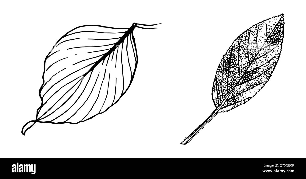 Zwei Herbstblätter in schwarz-weiß. Isolierte Herbstblätter auf weißem Hintergrund Stockfoto