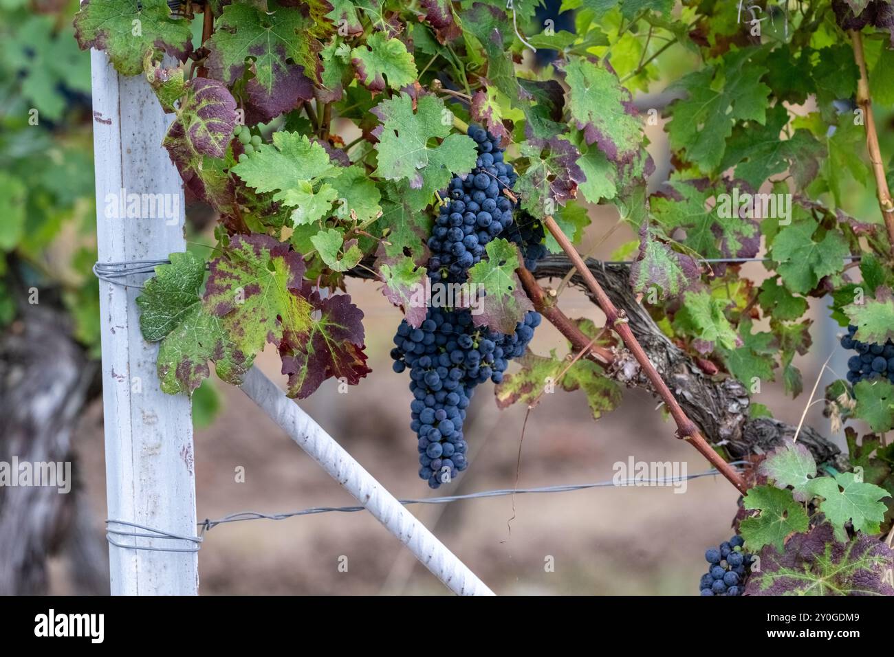 , Deutschland, 02.09.2024, Nahaufnahme von dunkelblauen, reifen Trauben an einer Weinrebe, umgeben von grünen und teilweise herbstlich gefärbten Blät Stockfoto