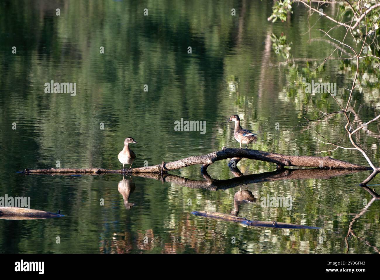 Holzenten ruhen auf einem Baumstamm Stockfoto
