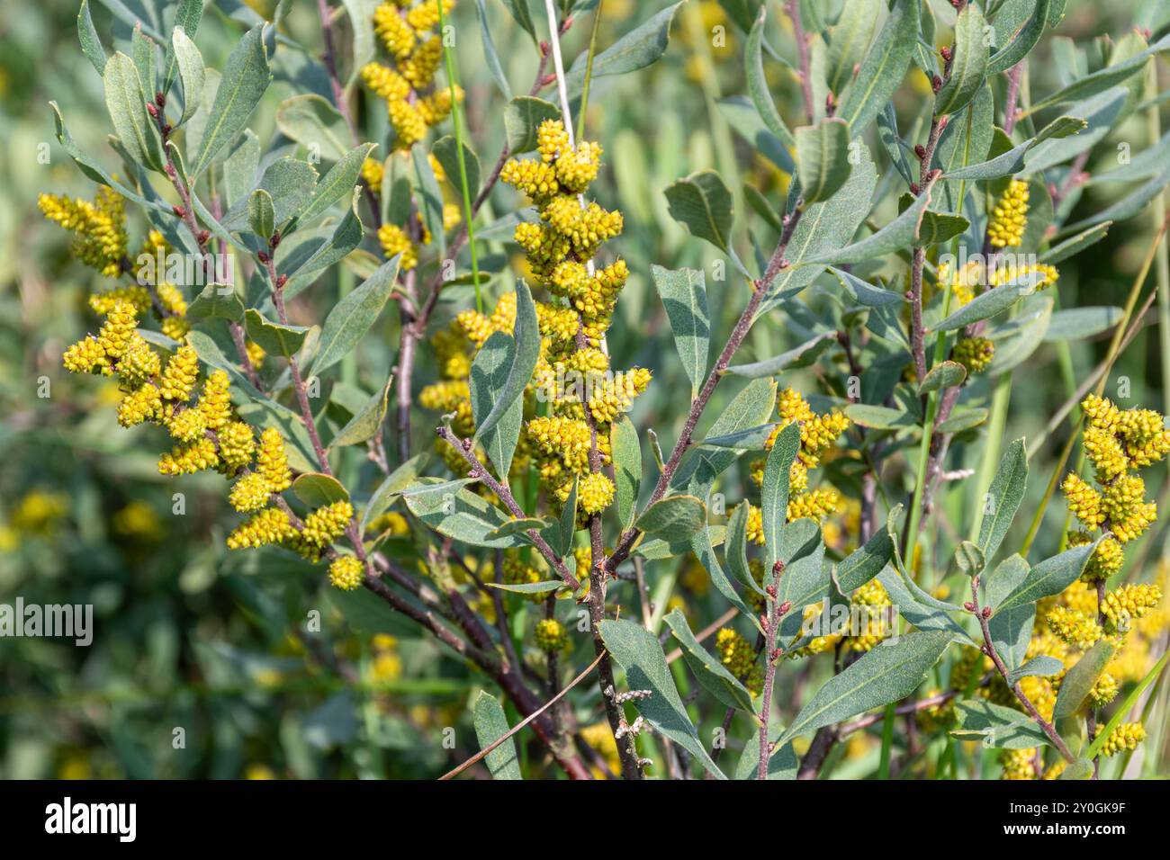 moormyrte (Myrica Gale) mit weiblichen Früchten in feuchter Heide in Hampshire, England, Großbritannien Stockfoto