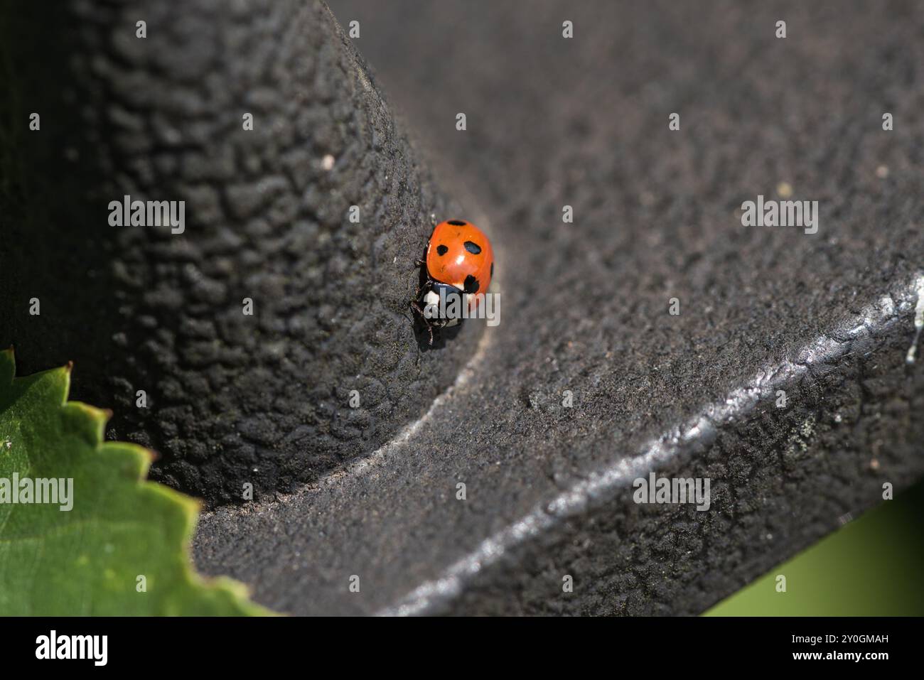 7-Spot Marienkäfer (Coccinella 7-punctata) auf einem Metallzaun in Kingston, Surrey Stockfoto