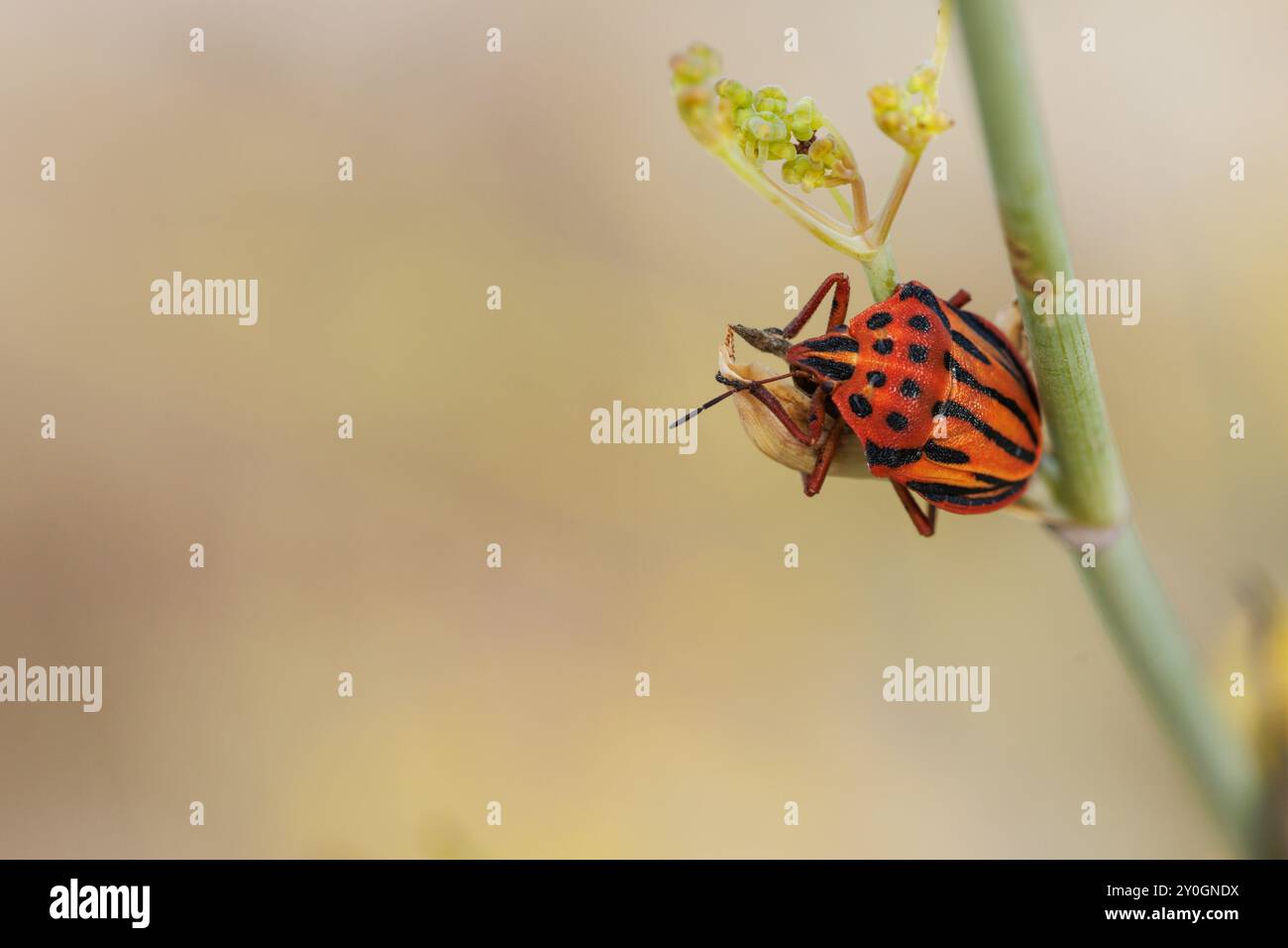 Gestreifter Stinkkäfer Graphosoma lineatum mit negativem Raum auf Fenchelpflanze, Lorcha, Spanien Stockfoto