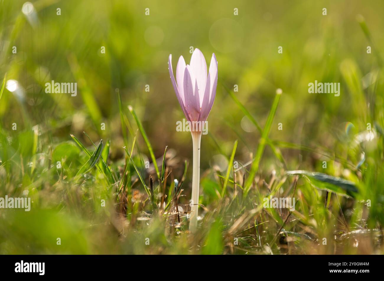 Eine Herbstzeitlose ist im Sonnenuntergang auf einer Wiese zu sehen. Rottweil Baden-Württemberg Deutschland *** ein Herbstkrokus ist auf einer Wiese bei Sonnenuntergang zu sehen Rottweil Baden-Württemberg Deutschland Stockfoto