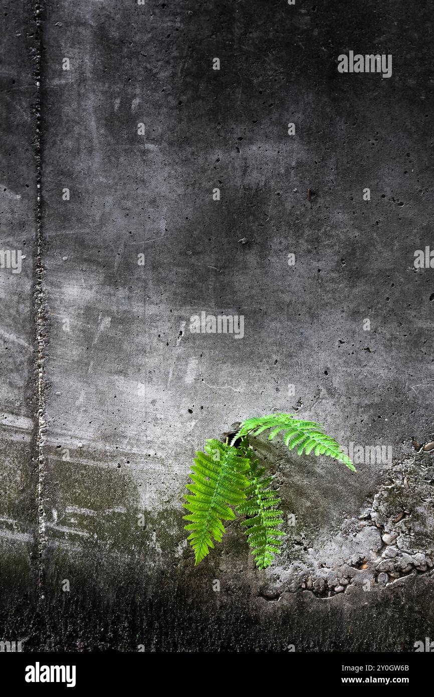 Farn an alter, gerissener Betonwand. Survilal-Konzept. Natur in der Stadt. Pflanze wächst aus einer alten Zementwand. Stockfoto