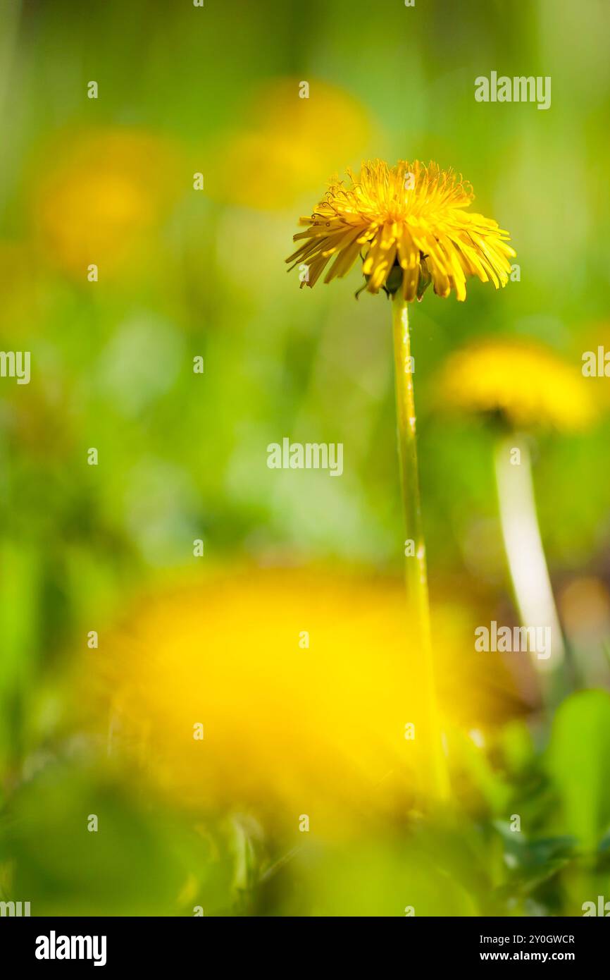 Gelbe Löwenzahnblume aus nächster Nähe. Löwenzahnblume im Frühling. Löwenzahn und grünes Gras, an sonnigen Tagen. Löwenzahn in Makro mit verschwommenem Hintergrund Stockfoto