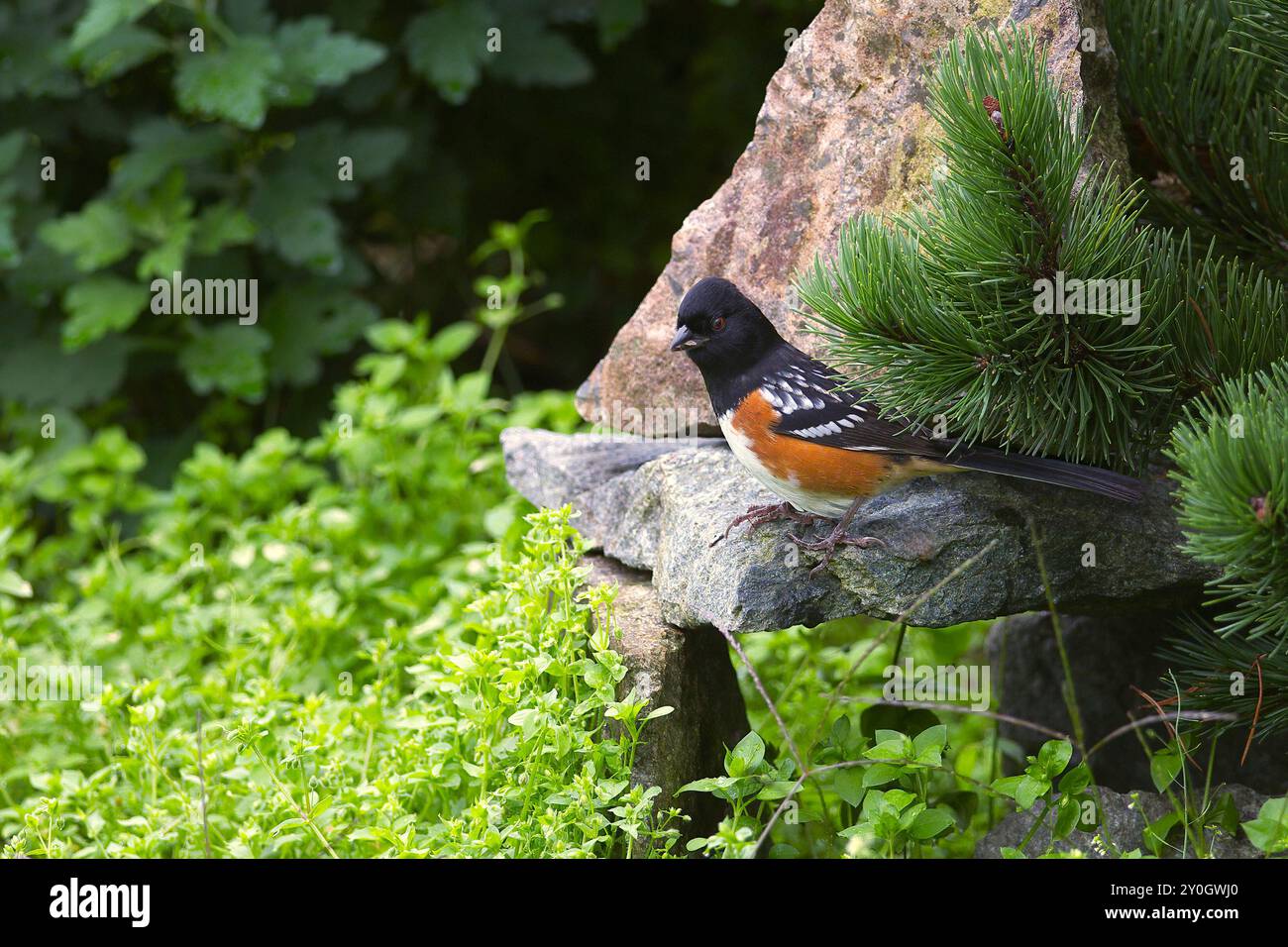 Ein männlicher gefleckter Towhee (Pipilo maculatus) auf einem Felsen in einem Garten im Hinterhof. Stockfoto