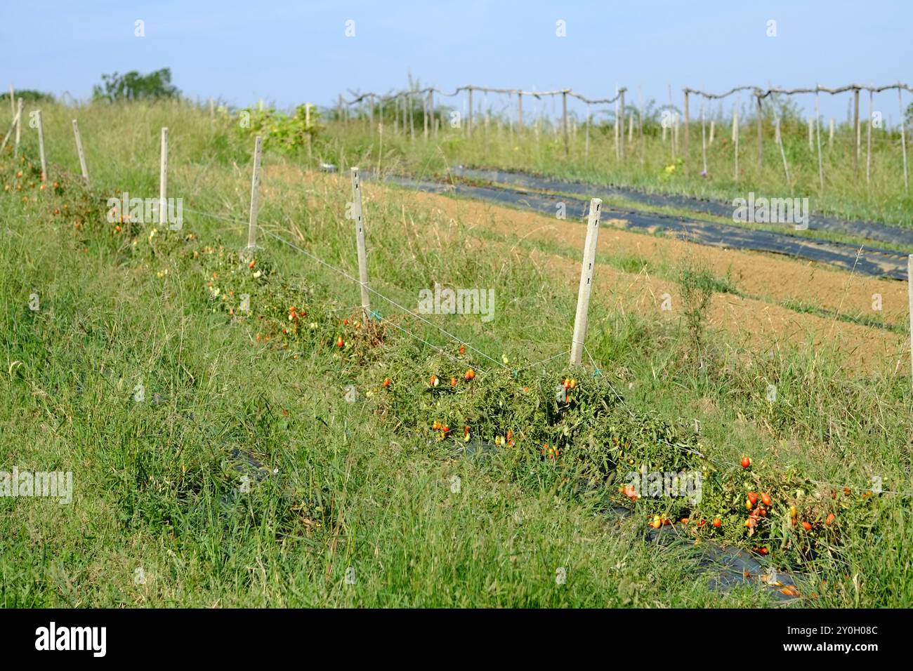 Mehrere Tomatenpflanzen werden von einem Drahtzaun in einem Feld gestützt, der die landwirtschaftliche Landschaft und den Prozess des Nahrungsmittelanbaus veranschaulicht Stockfoto