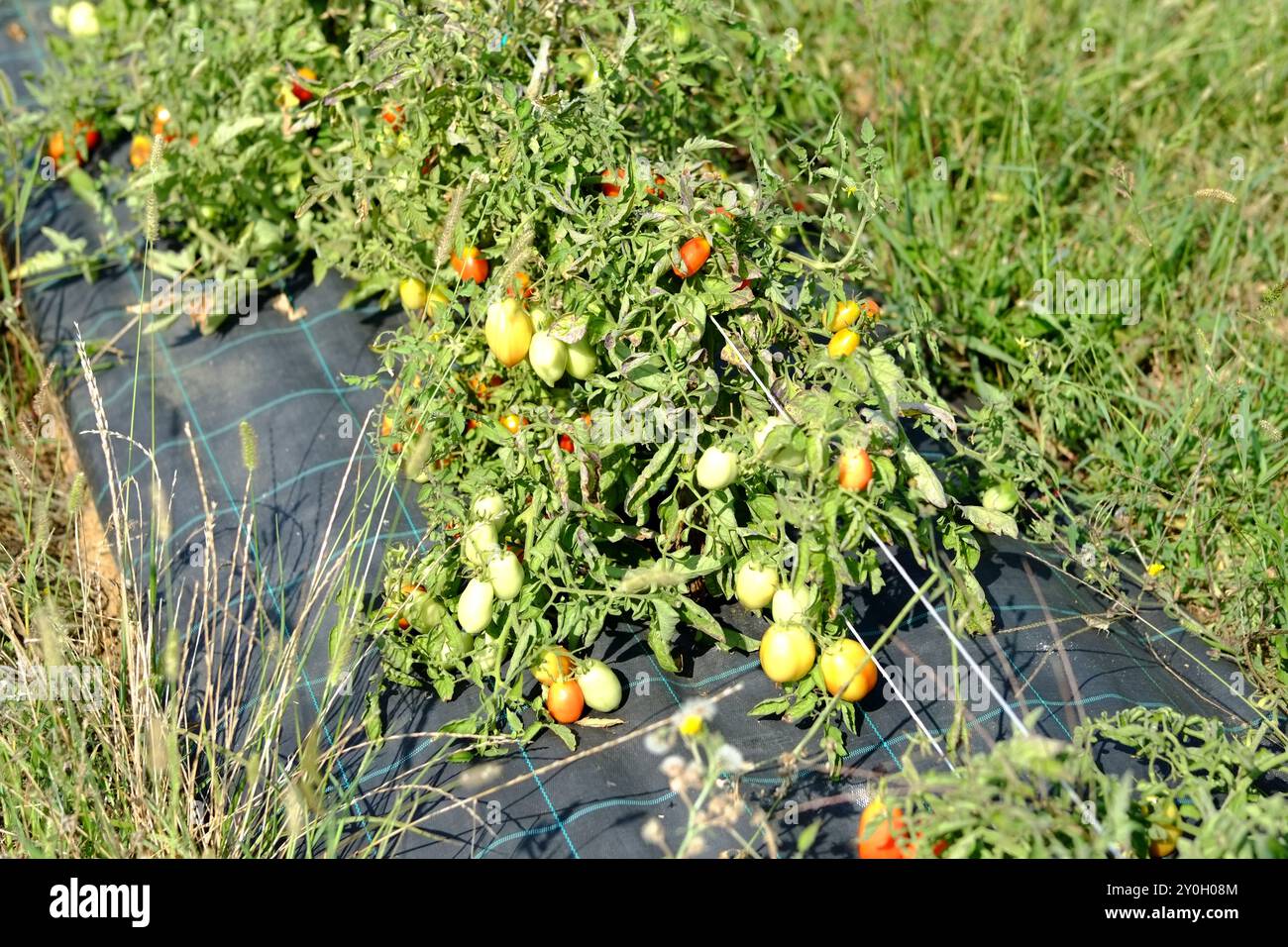 Mehrere Tomatenpflanzen wachsen auf schwarzem Unkrautschutzgewebe mit Reifen und unreifen Tomaten in einem sonnigen Gemüsegarten Stockfoto