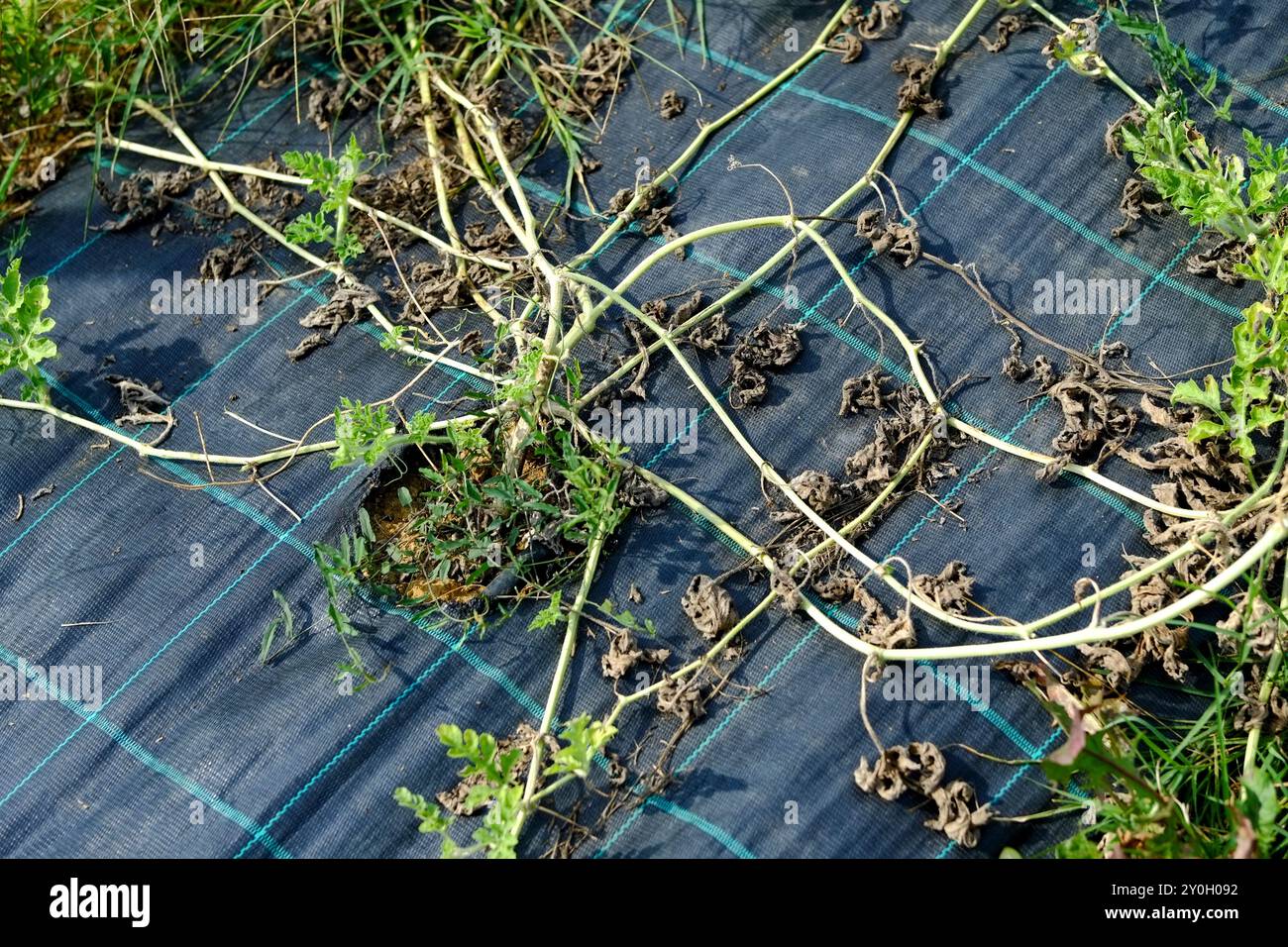 Verdorbene Wassermelonenpflanze, die auf schwarzem Plastikmulch auf einem Bauernhof liegt. Die Pflanze zeigt Anzeichen von Krankheit oder Wassermangel Stockfoto