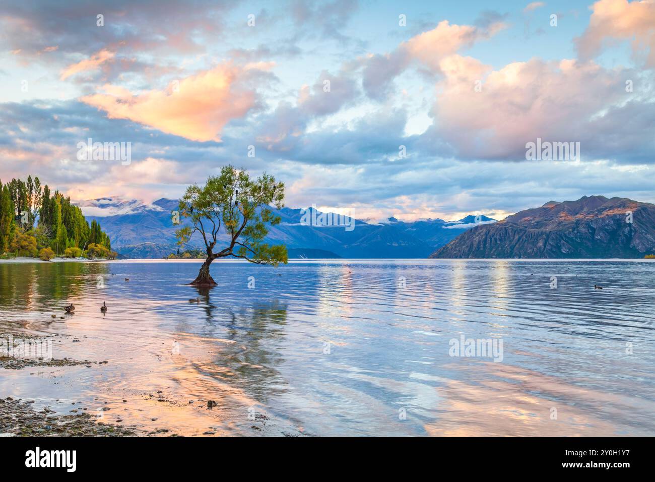 Wanaka, Neuseeland - Lake Wanaka bei Sonnenuntergang und der weltberühmte Baum, der in der Nähe des Ufers steht. Stockfoto