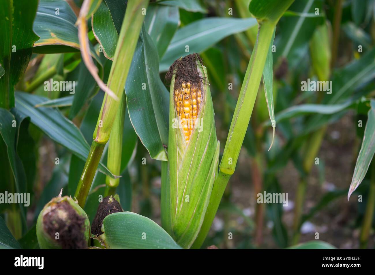 Mais auf dem Kolben wächst auf einem Feld, Nahaufnahme. Stockfoto