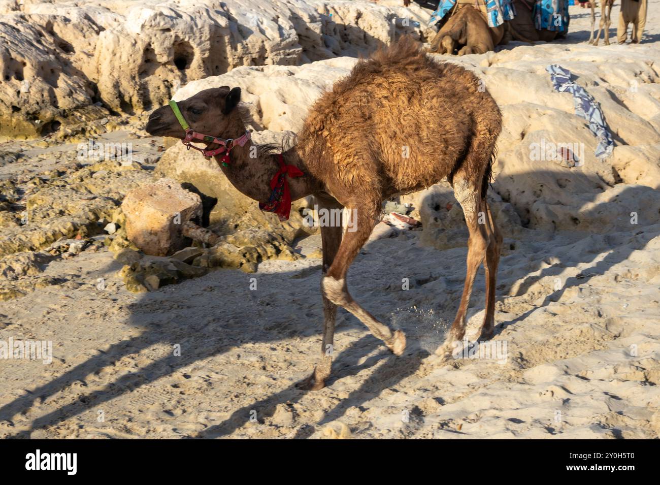 Kamelbabys im Sand eines Mittelmeerstrandes. Sonniger Sommertag. Djerba, Tunesien, Afrika. Stockfoto