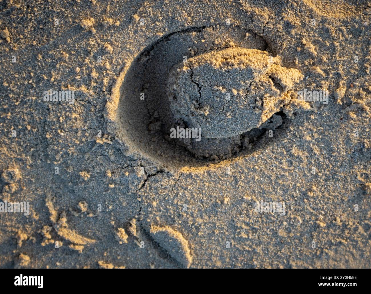 Hufeisendruck im Sand eines Strands am Mittelmeer. Goldene Stunde. Djerba, Tunesien, Afrika. Stockfoto