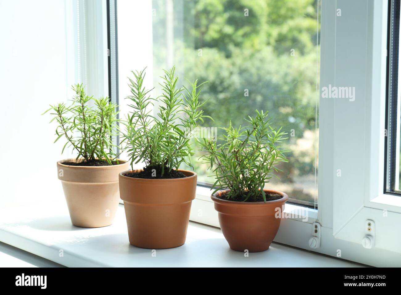 Aromatische Rosmarinpflanzen in Töpfen auf Fensterbank drinnen Stockfoto