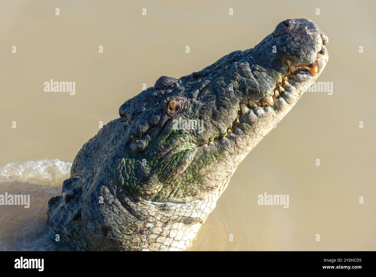 Süßwasserkrokodil (Crocodylus johnstoni) bei spektakulärer Jumping Crocodile Cruise, Beatrice Hill, Middle Point, Northern Territory, Australien Stockfoto