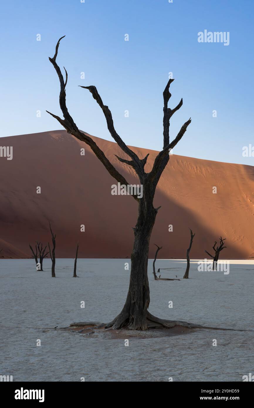 Deadvlei in Namibia ist der Standort von 800 Jahre alten Skelettbäumen Stockfoto