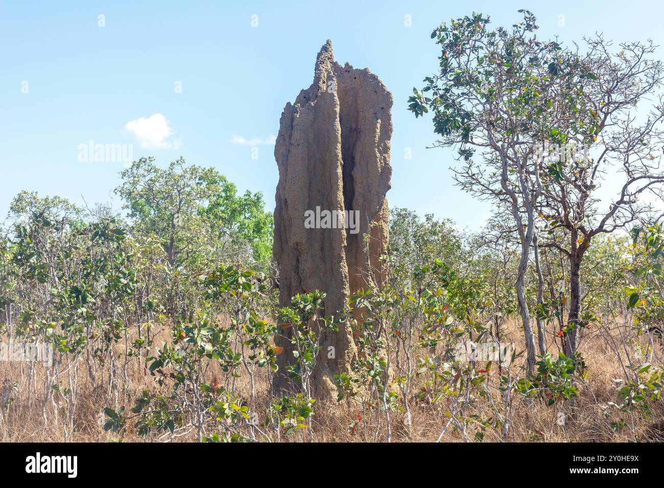 Mound of Cathedral Termite (Nasutitermes triodiae), Litchfield National Park, Litchfield Park, Northern Territory, Australien Stockfoto