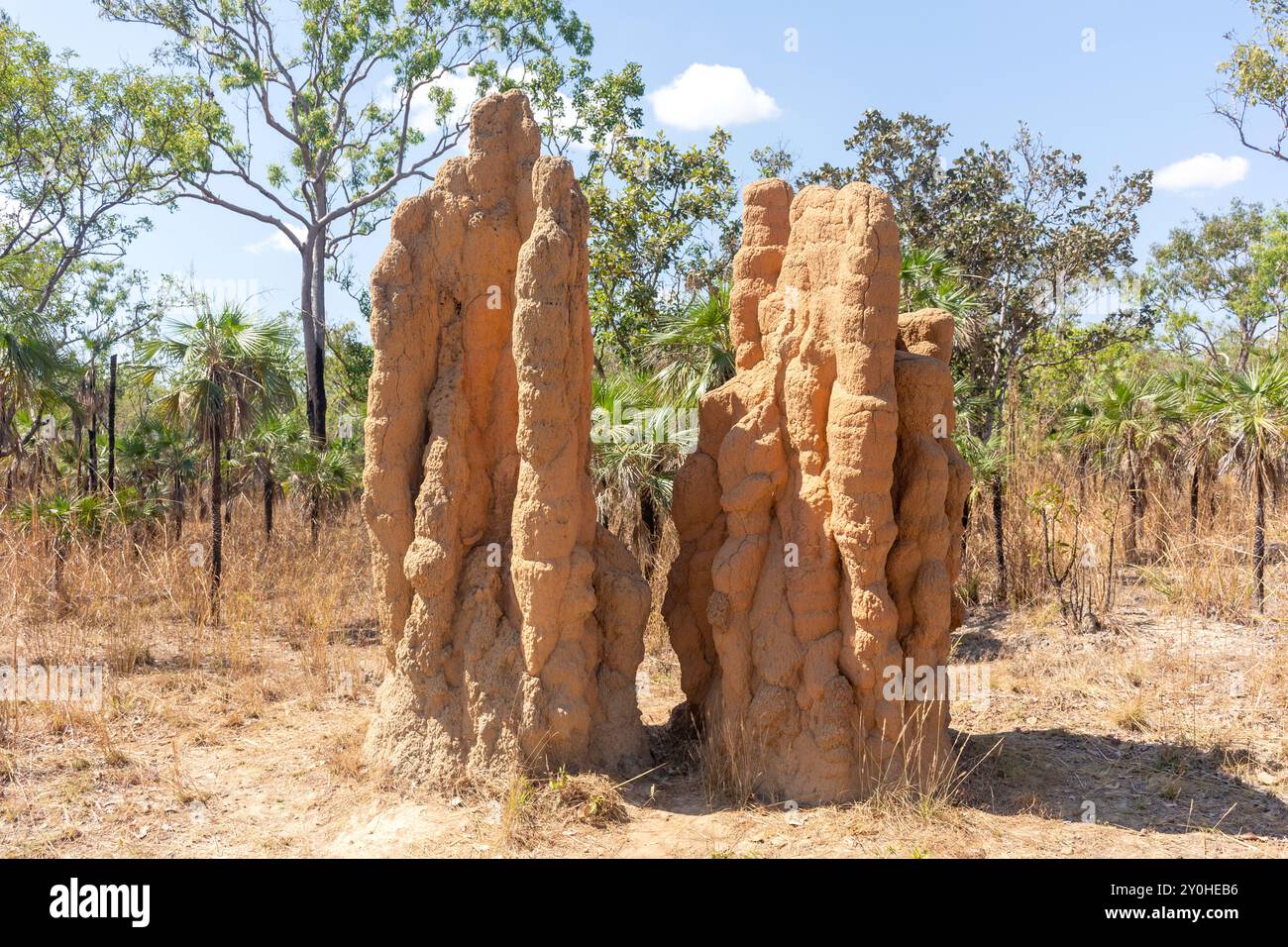 Hügel von Kathedraltermiten (Nasutitermes triodiae), Litchfield National Park, Litchfield Park, Northern Territory, Australien Stockfoto