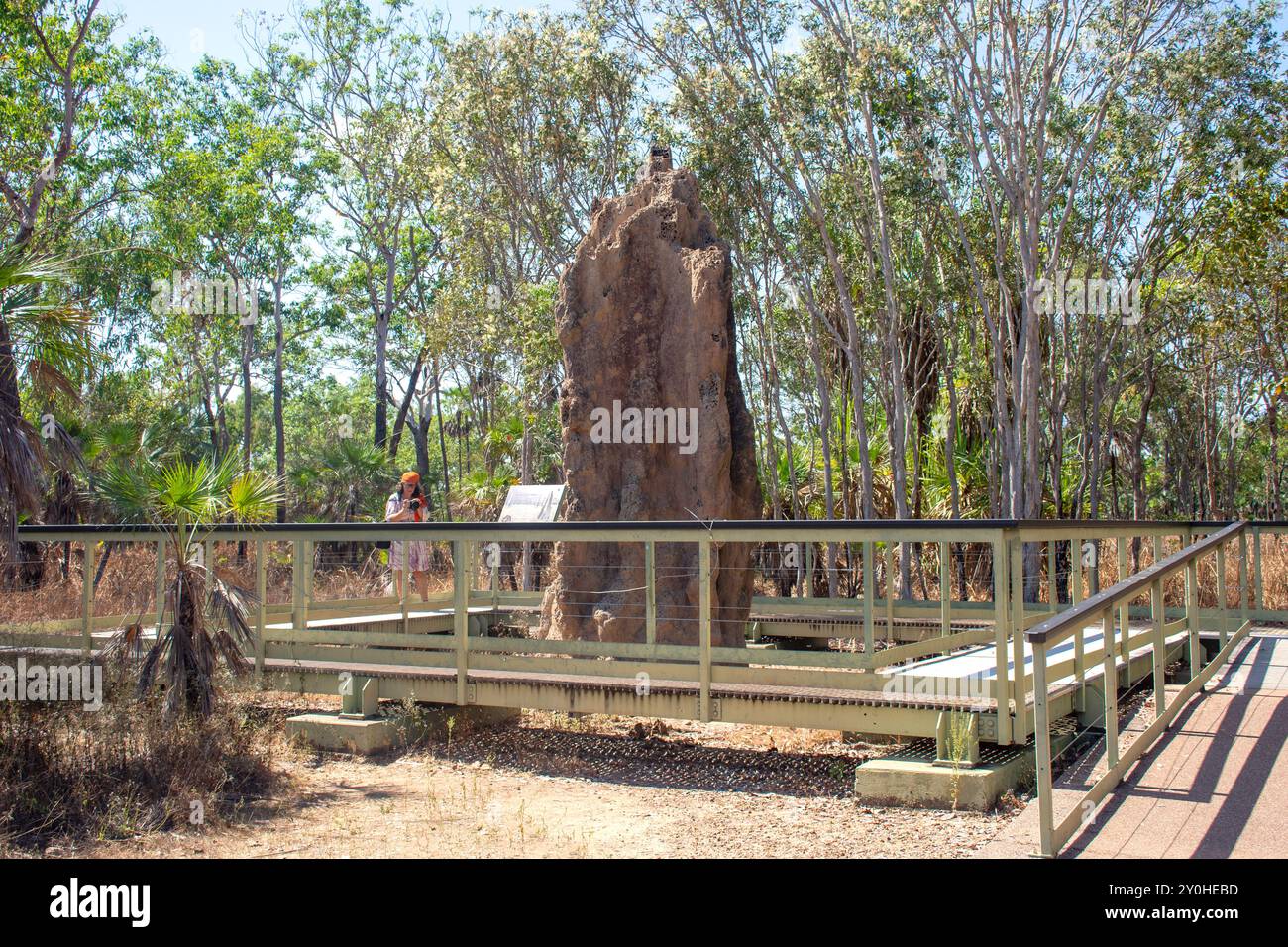 Magnetic Termite Mounds (Nasutitermes triodiae), Litchfield National Park, Litchfield Park, Northern Territory, Australien Stockfoto