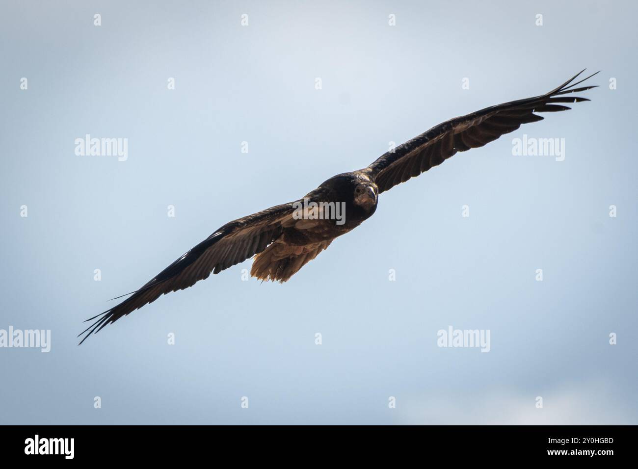 Juveniler ägyptischer Geier im Flug Stockfoto
