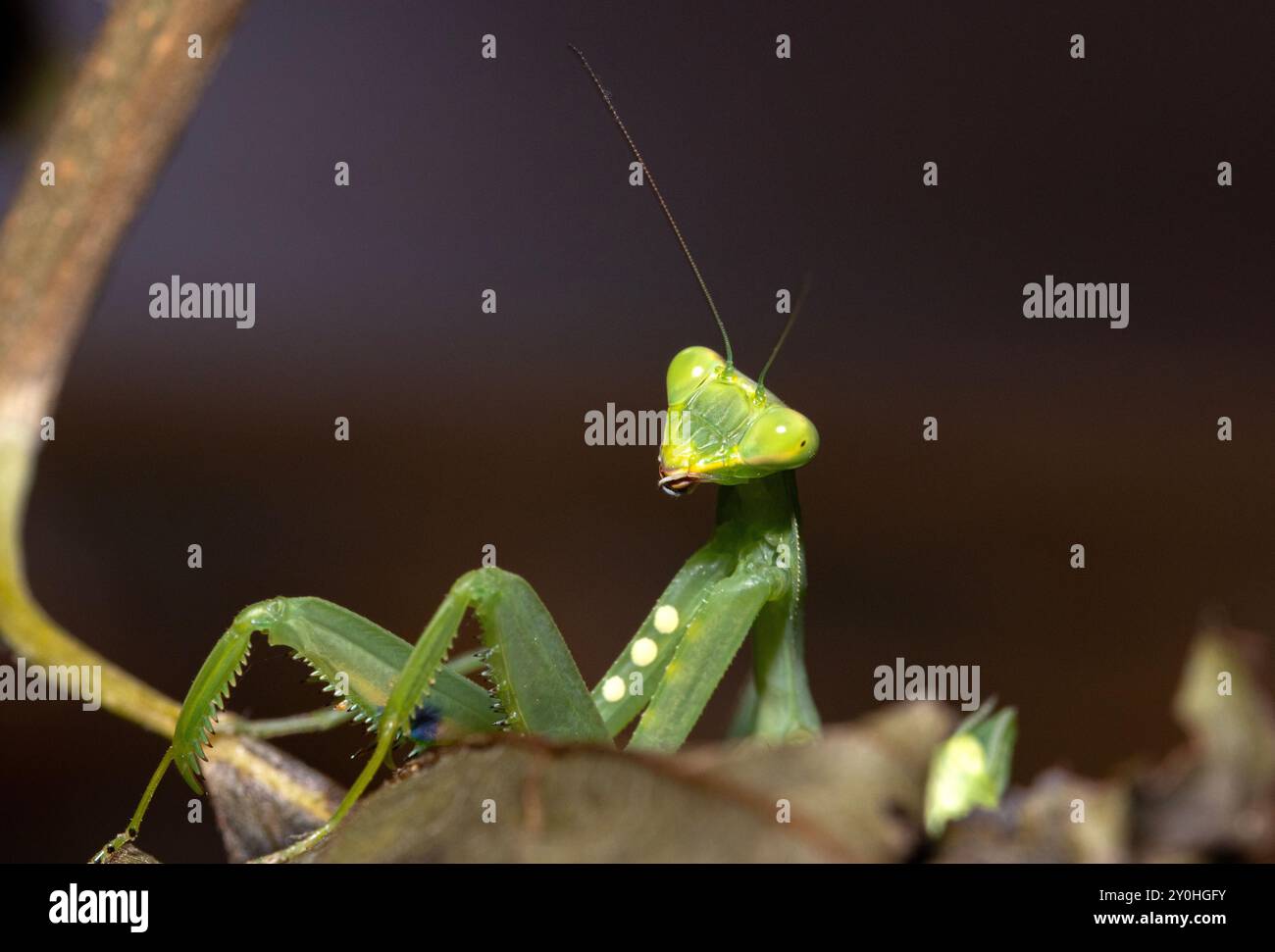 Die betende Mantis ist mit erstaunlichem Sehvermögen und aufhellenden Reflexen ausgestattet. Sie sind sehr effiziente Raubtiere von Insekten und anderen wirbellosen Tieren Stockfoto