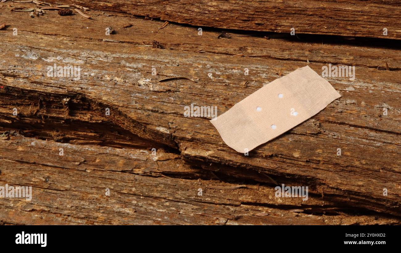 Altes Stück Fichtenholz zerstört durch Insekten, die mit einem Klebestutz markiert sind Stockfoto