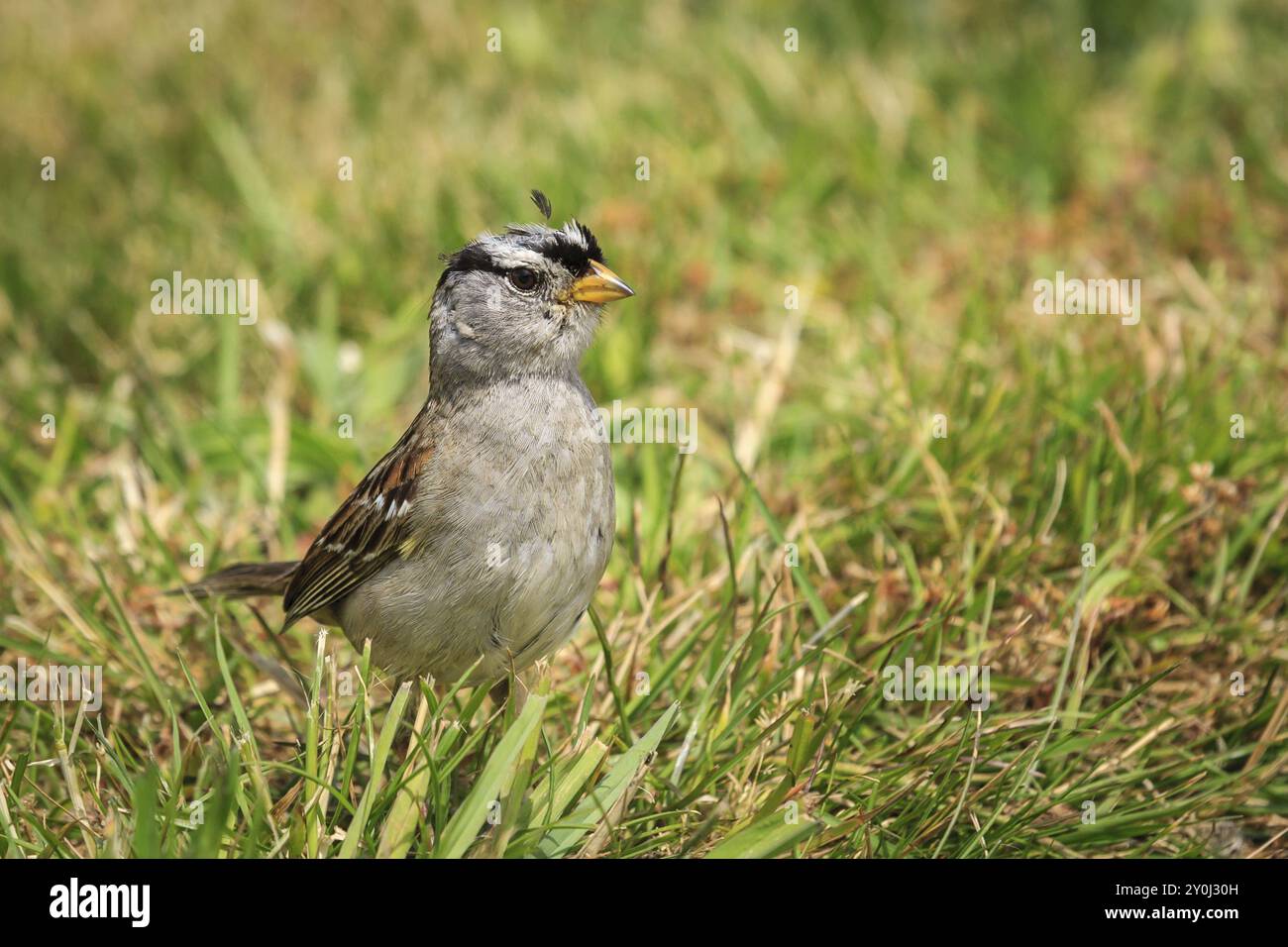 Ein weißer gekrönter Spatzen, zonotrichia leucophrys, läuft am Boden in Seaside, Oregon Stockfoto