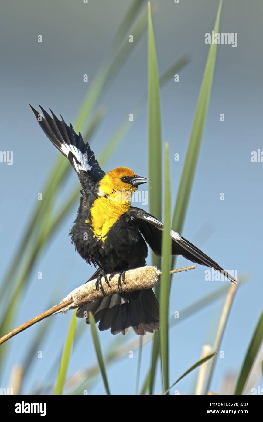 Eine gelbköpfige Amsel auf einem Katzenschwanz breitet ihre Flügel nahe Liberty Lake, Washington aus Stockfoto