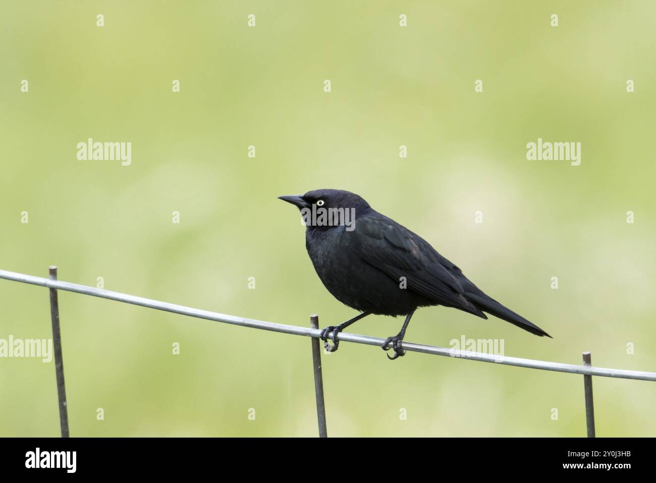 Die Amsel eines Brauers steht auf einem Drahtzaun in der Nähe von Hauser, Idaho Stockfoto