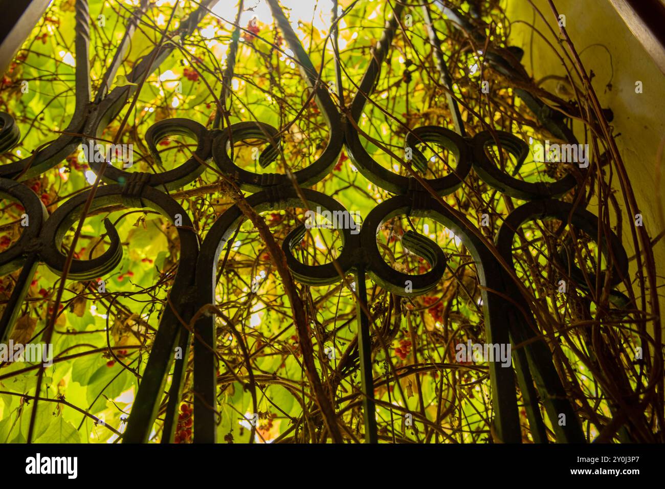Kunstvoller Gartenspiegel, der die Illusion eines bogenförmigen Fensters vor starker Wintersonne an einer Wand aus Weinreben vermittelt. Stockfoto