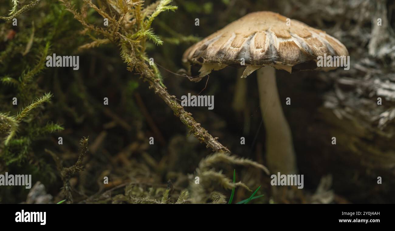 Kleine Pilz- Und Moosgewirr Stockfoto