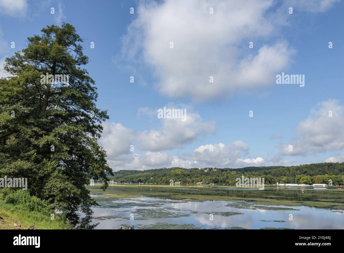 Blick auf einen ruhigen See mit grünen Ufern und einem bewaldeten Horizont unter blauem Himmel, Essen, Baldeney-See, Nordrhein-Westfalen, Deutschland, Europa Stockfoto